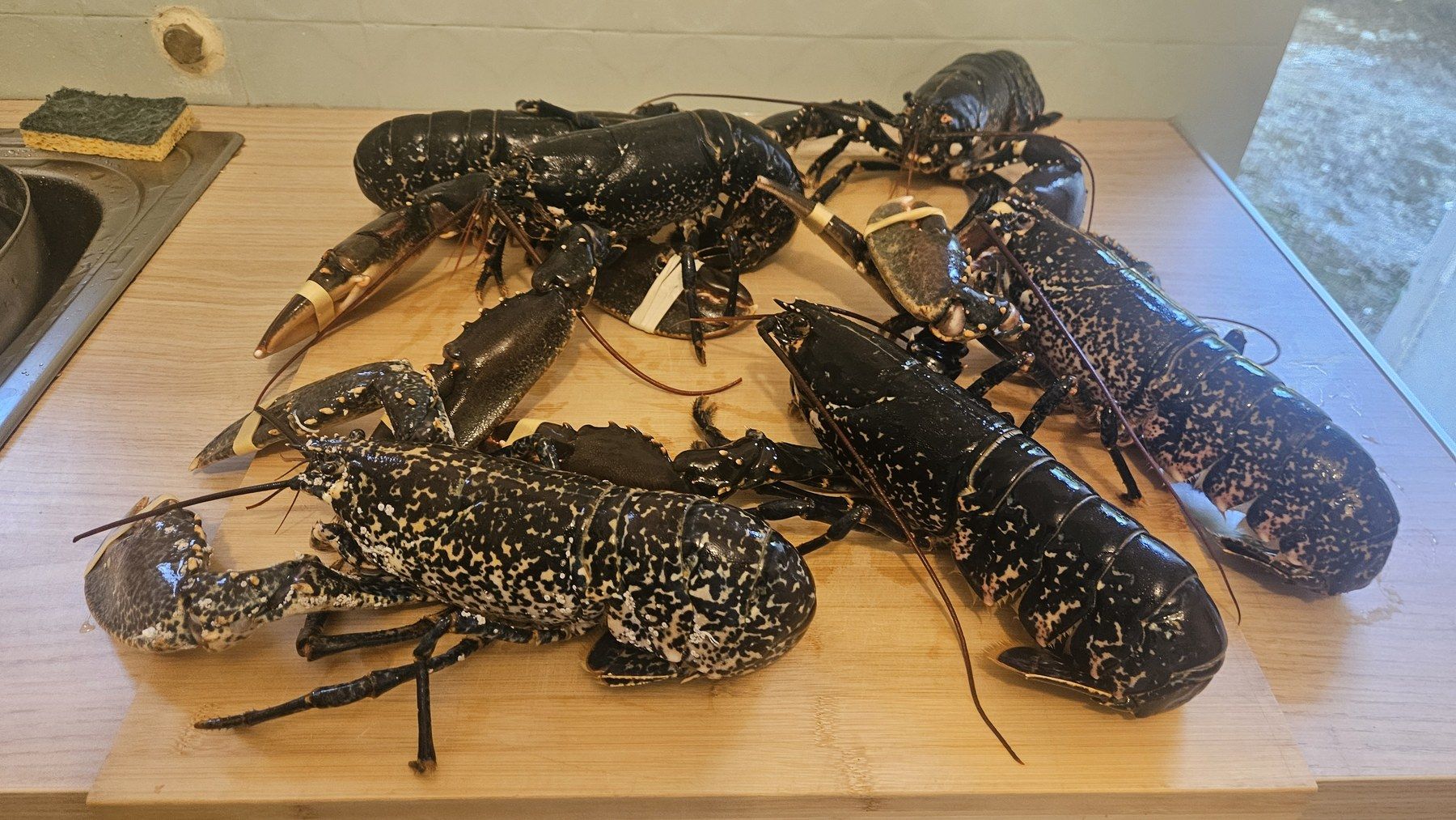 Live lobsters on the kitchen board.